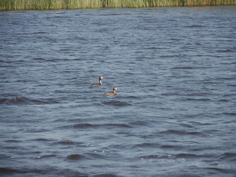 2016.05 Fryslan Bootstour - 110.jpg